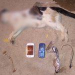 Cachorro mata gato que transportava celulares dentro de presídio em Cajazeiras