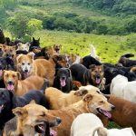 Conheça a “Terra dos Perdidos”: um paraíso para cães abandonados na Costa Rica