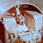 Morte da cadela Laika em missão espacial completa 60 anos
