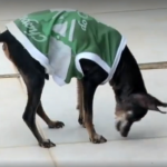 Conheça o cão mais velho do Brasil