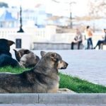 Cães abandonados são mortos para “limpar” cidades russas que sediarão a Copa 2018