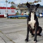 Cachorro que esperava há três anos pelo dono em hospital morre atropelado