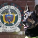 Cartel colombiano oferece recompensa para quem matar cão da polícia
