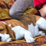 É melhor dormir ao lado de um cachorro que de um homem, aponta estudo