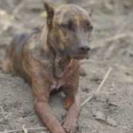 Conheça Vitinho, o cão de Brumadinho que comoveu a internet ao fazer vigília pelos donos