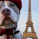 Governo francês dá aos cães e gatos os direitos de um ser vivo. Eles não serão mais considerados um “objeto”