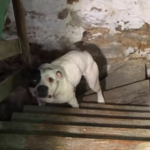 Homem se muda e acha cão acorrentado sem comida e água