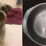 Cachorro resgatado raciona a sua comida com medo de passar fome