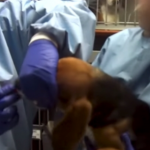 Indústria de agrotóxicos usa cães Beagle como cobaia em testes a pedido da Anvisa