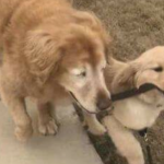 Cachorro idoso cego ganha o seu próprio “cão-guia” e recupera a vontade de viver