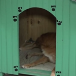 Prefeitura de Porto Alegre dá prazo para retirada das casinhas de cachorro