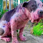 Cadela é espancada, pintada de rosa e queimada – polícia busca informações