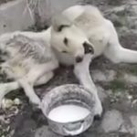 Contorcido e paralisado, cão chorou por dias até ser resgatado