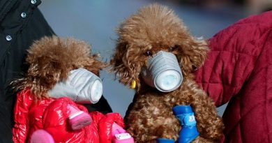 Exames em cachorro detectam baixos níveis de coronavírus