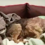 Cão severamente negligenciado é resgatado e experimenta uma cama quente pela primeira vez em sua vida