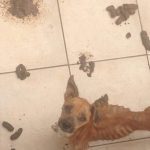Cães raquíticos são salvos de maus-tratos em Praia Grande: ‘ficamos chocados’