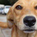 Cervejaria dá 3 meses de cerveja para quem adotar um cachorro durante a quarentena