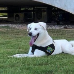 Cachorro adotado por família Bolsonaro já tinha dono e será devolvido