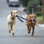 4 dicas para melhorar o passeio do seu cachorro