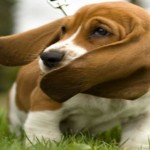 Como limpar o ouvido do seu cachorro