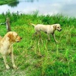 Cães esperam o dono que morreu no lago