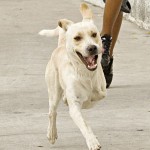 Após sofrer maus-tratos, cão conquista jovens 