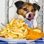 Alimentos que seu cão não deve comer