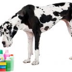 10 produtos que podem ser fatais para o seu cão