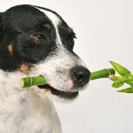 80 plantas que podem envenenar o seu cão
