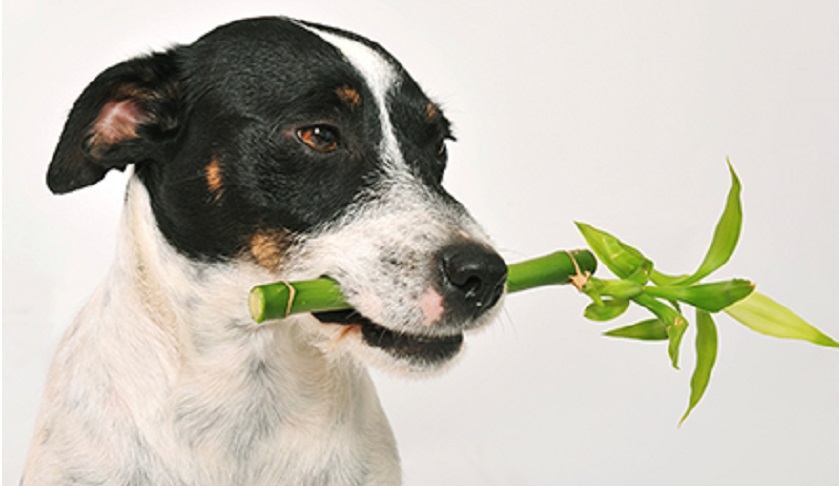 80 plantas que podem envenenar o seu cão – 6 Patas