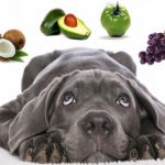Frutas perigosas para o seu cão