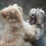Como lidar com a agressividade de 2 cães