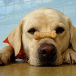 Como estimular o seu cão a comer