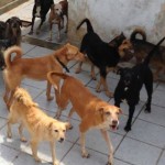 Aposentada precisa doar 50 cães em Santos