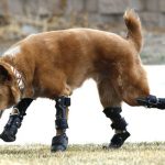13 animais salvos por uma prótese