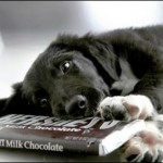 Não dê chocolate para o seu cão