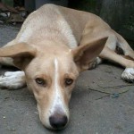 Cão precisa de doação de sangue, em Guarujá
