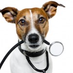Vacinas essenciais para os cães