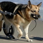 USP oferece tratamento a cães paraplégicos
