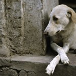 Brasil tem 20 milhões de cães abandonados 