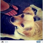 A 1ª foto do Instagram foi de um cão