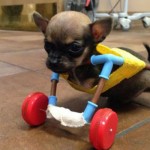 Conheça o cão Turbo e a sua cadeira de roda
