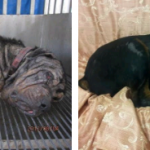 O antes de depois de 16 cães resgatados