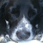 Cinco curiosidades sobre o sono dos cães 