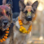 Festival Hindu no Nepal celebra os cachorros