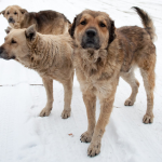 Cães SRDs: Conheça 6 curiosidade sobre eles