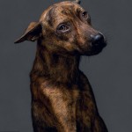 Cães são fotografados horas antes de morrer