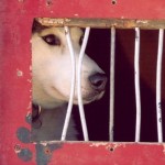 Maus-tratos de animais lideram denúncias no Rio