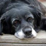8 razões para adotar um cão idoso