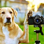 Dicas para fotografar um cão